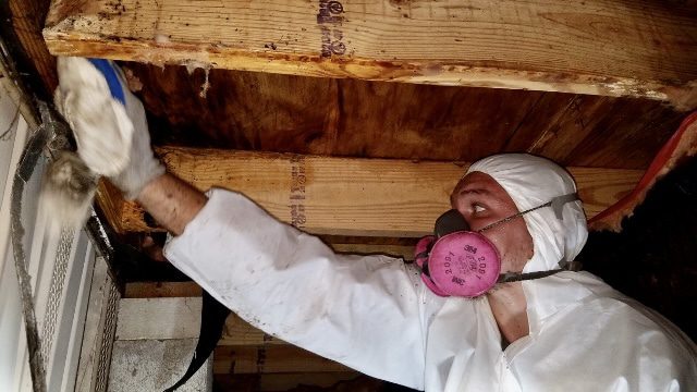 Attic mold remediation in Louisiana